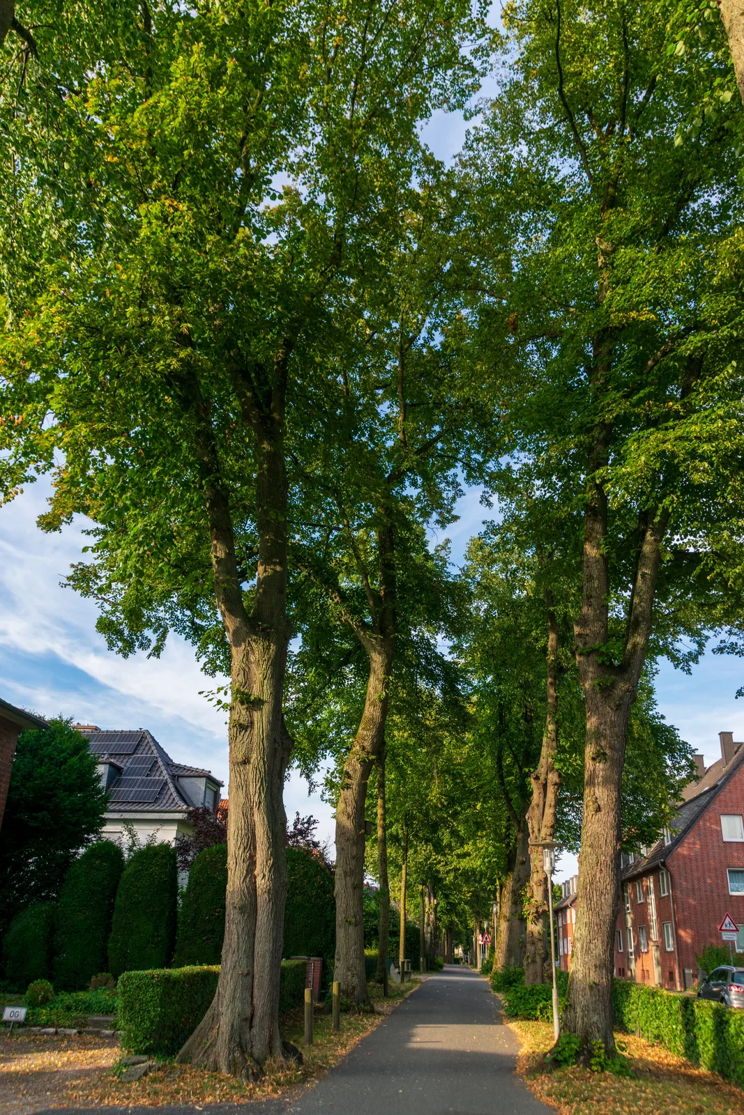 A tree-canopied residential street